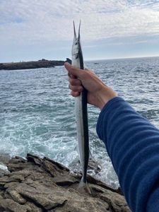 Garfish