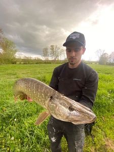 Chain Pickerel