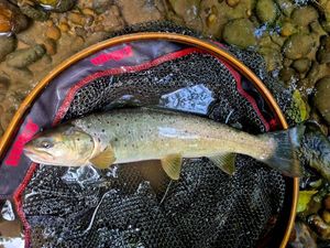 Brown Trout