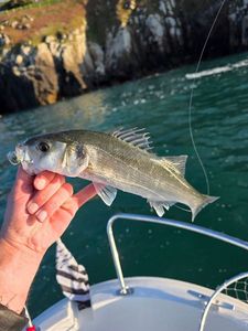 European Bass (Seabass)
