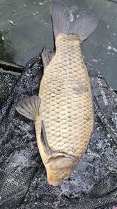 Crucian Carp