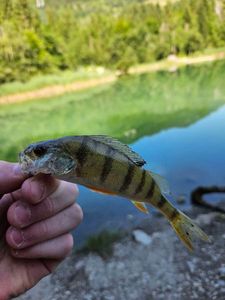 European Perch
