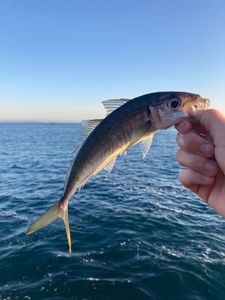 Greenback Horse Mackerel