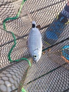 Saddled Seabream