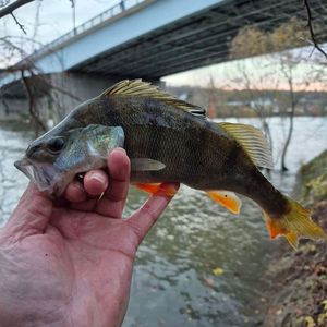 European Perch