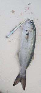 Bluefish