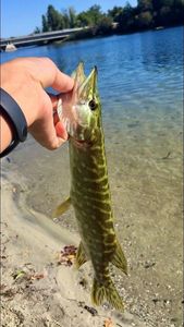 Northern Pike