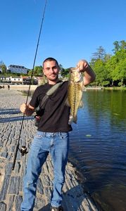 Largemouth Bass