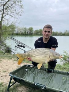 Common Carp