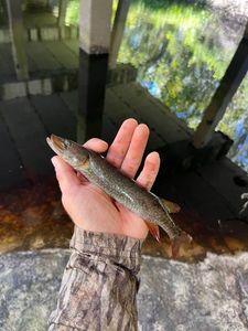 Chain Pickerel