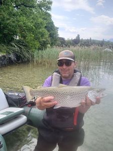Lake Trout