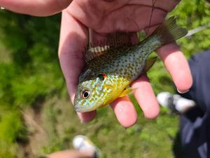 Pumpkinseed
