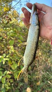 Northern Pike