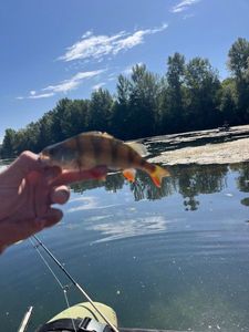 Yellow Perch