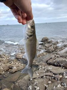 European Bass (Seabass)