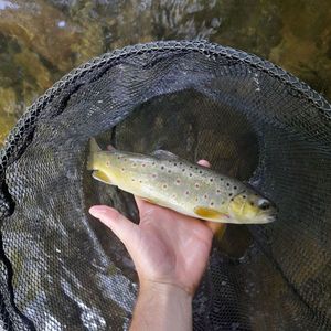 Brown Trout