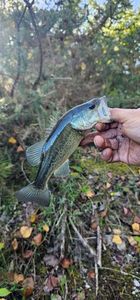 Largemouth Bass