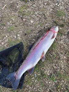 Rainbow Trout