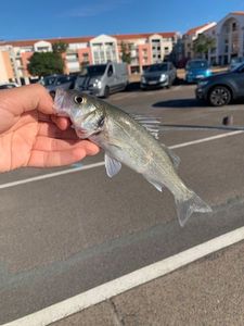 European Bass (Seabass)