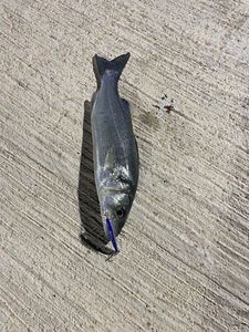 European Bass (Seabass)