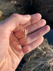Gudgeon