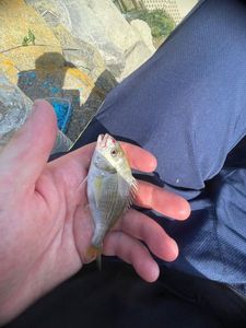 Gilthead Seabream