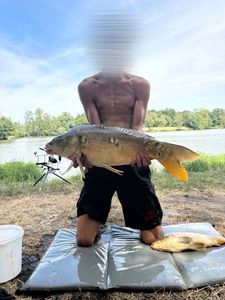 Mirror Carp