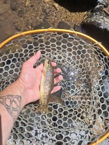Brown Trout