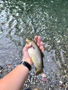 Brown Trout
