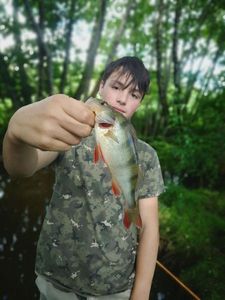 European Perch