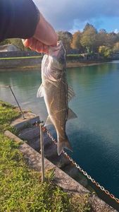 European Bass (Seabass)