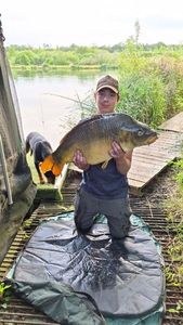 Common Carp