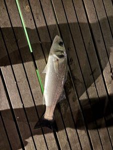 European Bass (Seabass)
