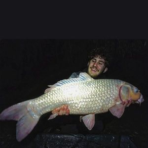 Koï Fish