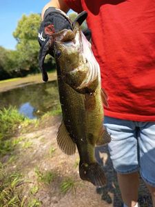 Largemouth Bass
