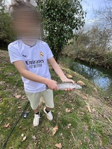 Rainbow Trout