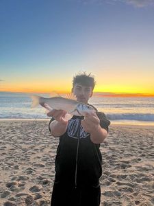 European Bass (Seabass)