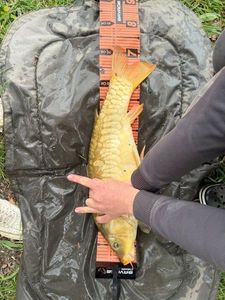 Mirror Carp