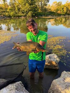 Common Carp
