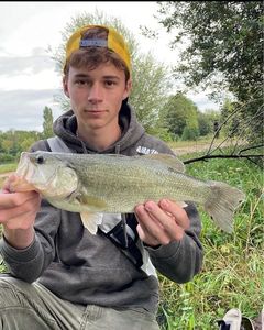 Largemouth Bass