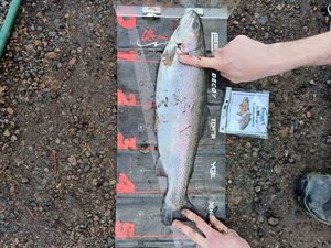 Rainbow Trout