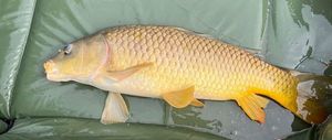 Common Carp