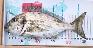 Gilthead Seabream