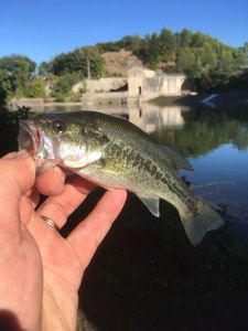 Largemouth Bass