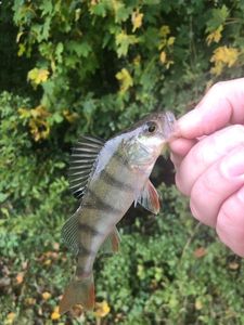 European Perch