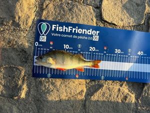 Yellow Perch