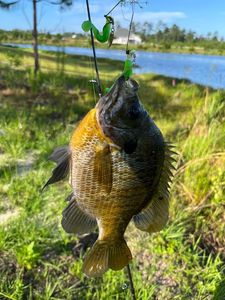 Bluegill