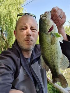 Largemouth Bass