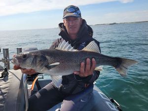 European Bass (Seabass)