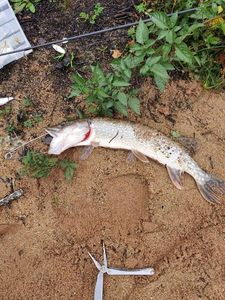 Northern Pike